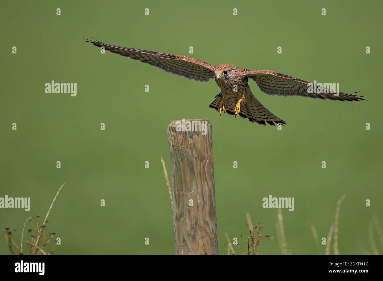 Kestrel (Falco tinnunculus) Jungvogel fliegen und landen auf Zaunmast, Hessen, Deutschland Stockfoto