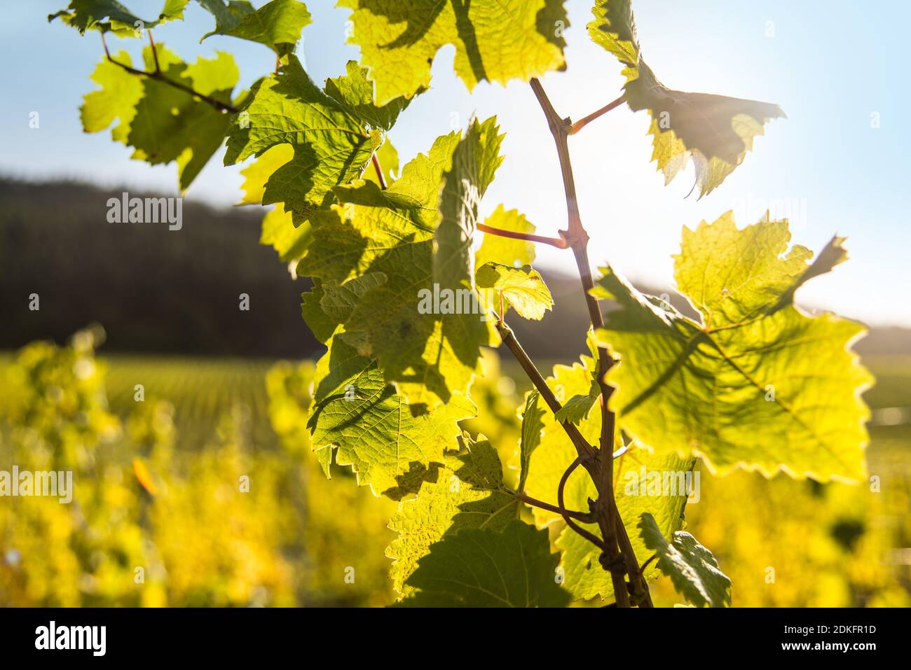 Weinranken gegen den Sommerhimmel in einem Weinberg Stockfoto