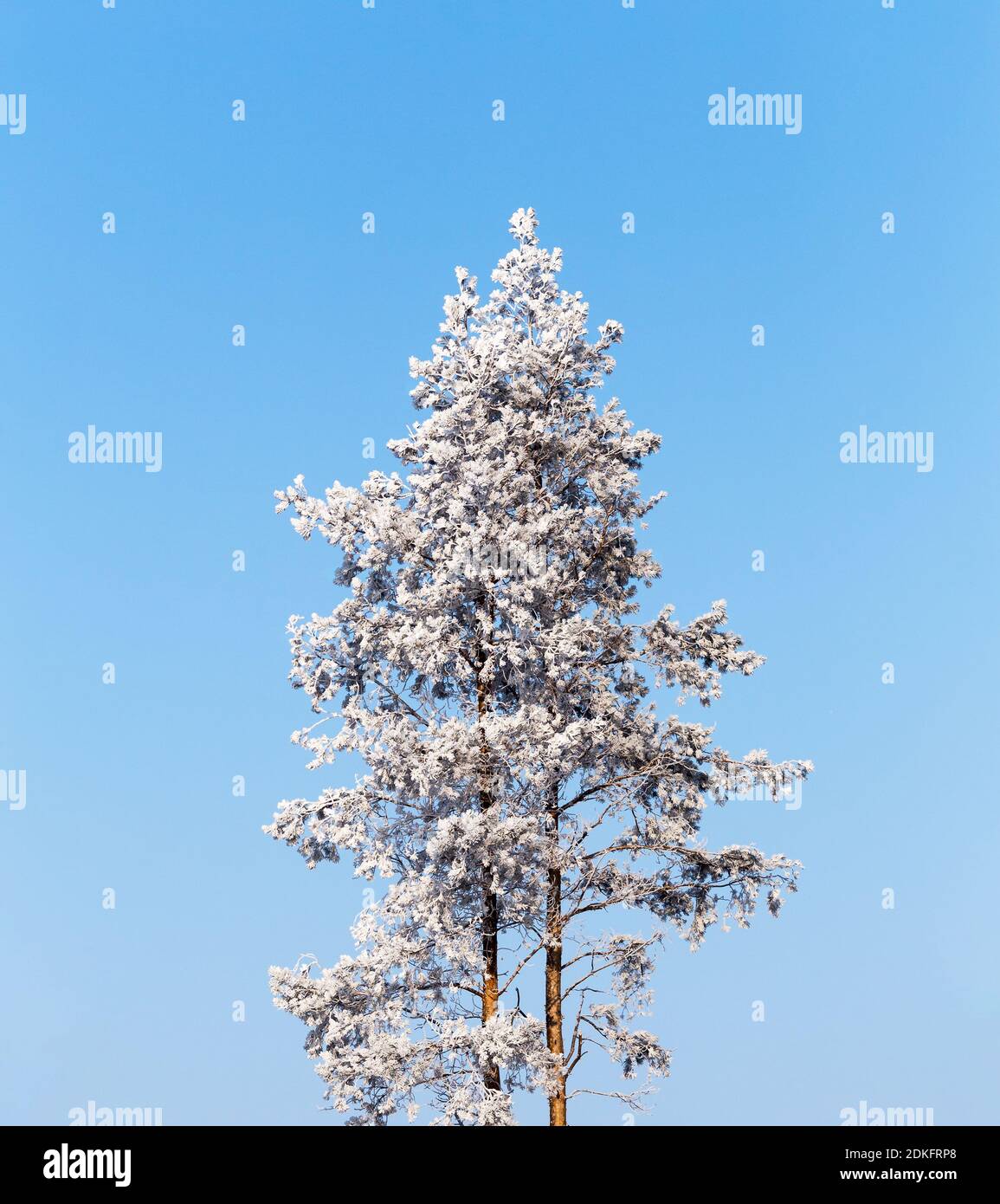 Einsame Kiefer bedeckt mit Frost auf einer ruhigen sonnigen Kalter Wintertag in Russland Stockfoto