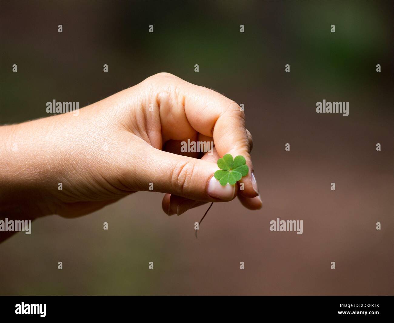 Der seltene Fund, ein Symbol des Glücks - vierblättriger Klee aus dem Rhodopen-Wald (Bulgarien) Stockfoto