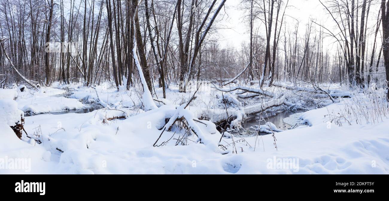 Panorama des verschneiten Waldes mit einem Bach, der zwischen Schneeverwehungen fließt An einem sonnigen, windstillen Winterfrosttag Stockfoto