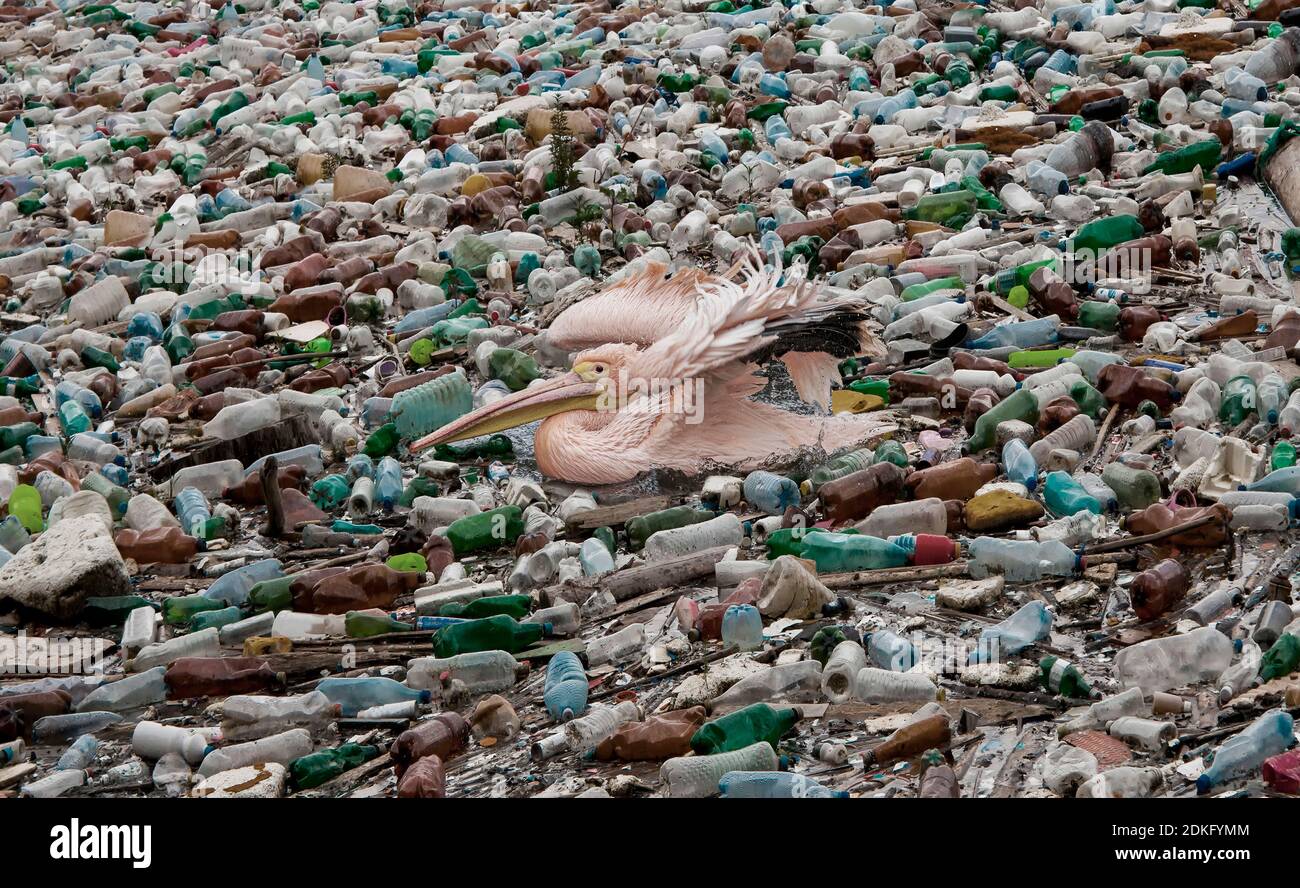 Pelican schwimmt in einem Meer voller Plastikmüll (M) Stockfoto