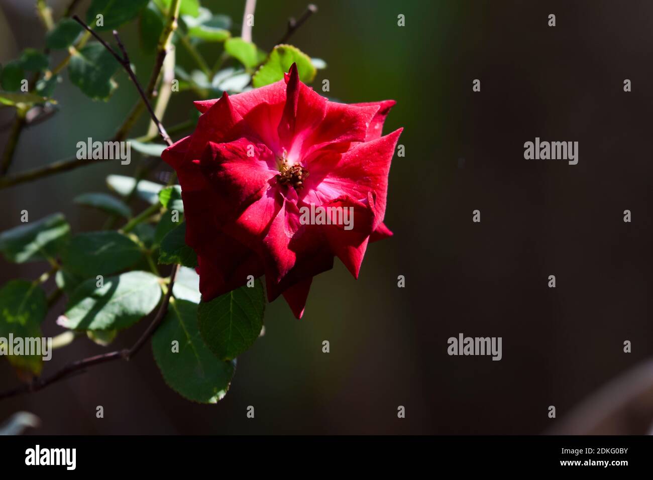 Nahaufnahme von leuchtend roten Rose Blume indischen pakistanischen asiatischen Haushalt stieg. Home Gartenarbeit Balkon Container Gartenarbeit. Volle Blüte im Sonnenlicht Sommer Mo Stockfoto