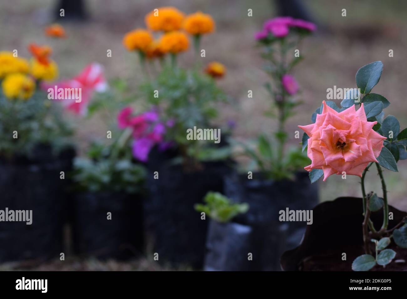 Nahaufnahme von schönen pfirsichfarbenen Rosenblüten mit Blumen in Hintergrund Stockfoto