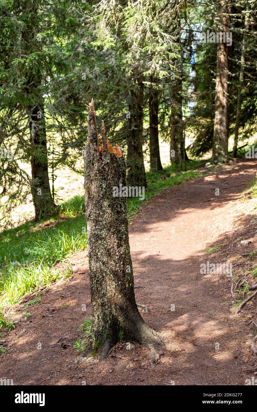 Baumstamm nach dem Knacken mit Nadelbäumen im Hintergrund Stockfoto