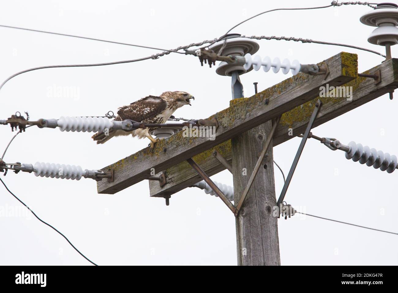 Städtischer Rotschwanzhawk (Buteo jamaicensis), der sich am elektrischen Pol ernährt Stockfoto