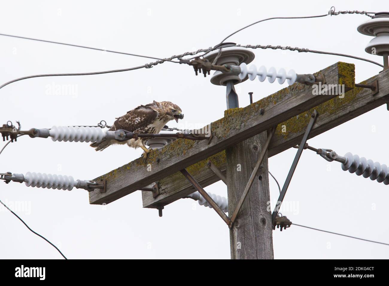 Städtischer Rotschwanzhawk (Buteo jamaicensis), der sich am elektrischen Pol ernährt Stockfoto