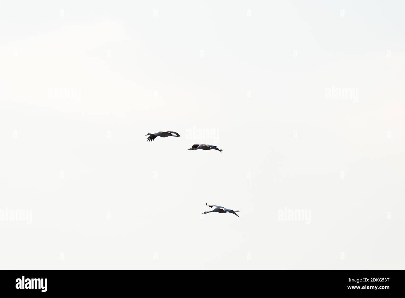Drei fliegende Krane (grus grus), Zingst, Mecklenburg-Vorpommern, Deutschland Stockfoto