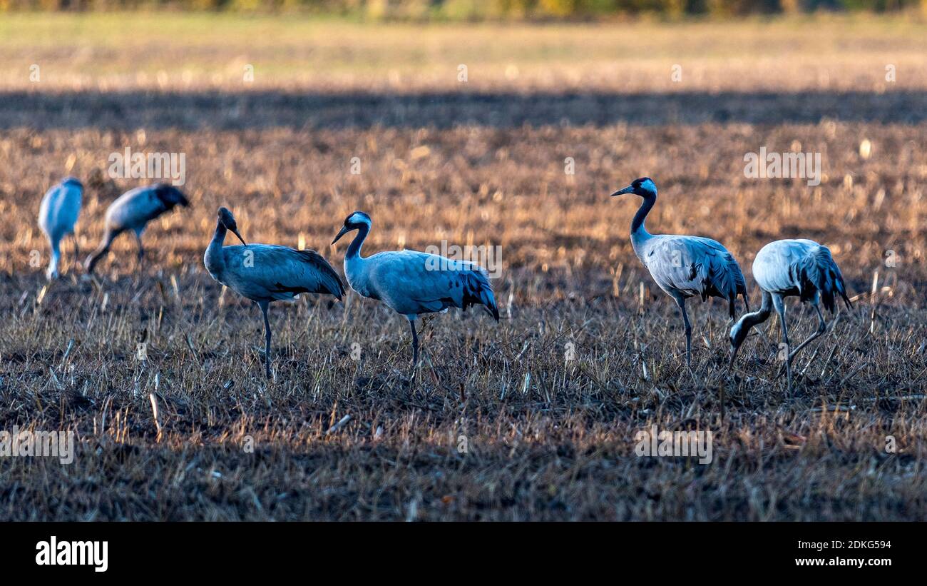 Kraniche (grus grus) stehen auf einem geernteten Feld, Barth, Mecklenburg-Vorpommern, Deutschland Stockfoto
