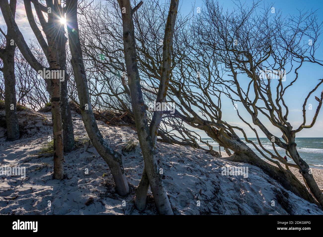 Deutschland, Mecklenburg-Vorpommern, Prerow, baumbedeckte Düne, Weststrand, Ostsee Stockfoto