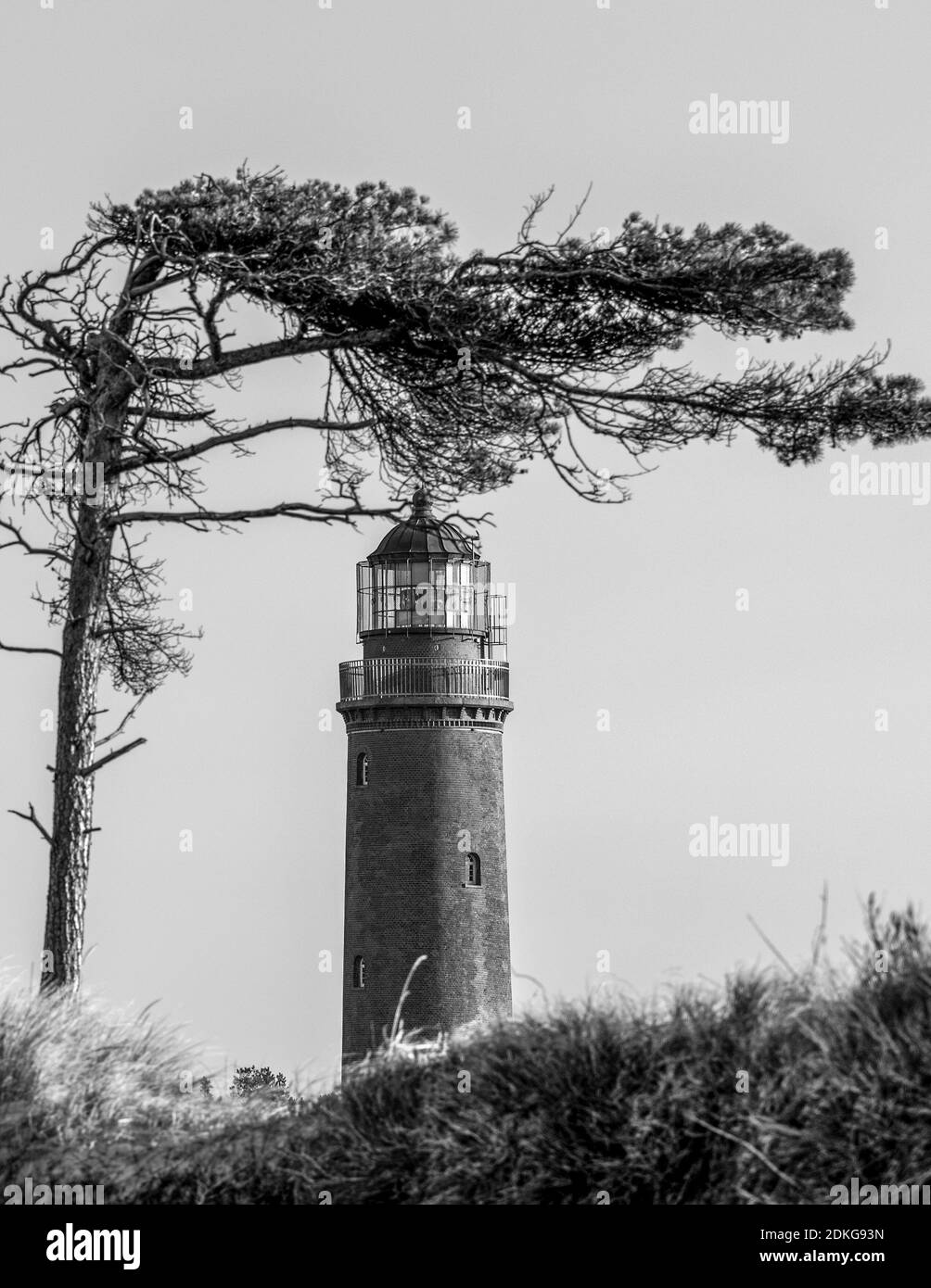 Deutschland, Mecklenburg-Vorpommern, Prerow, Leuchtturm am Darßer Ort mit schiefer Kiefer, Ostsee Stockfoto