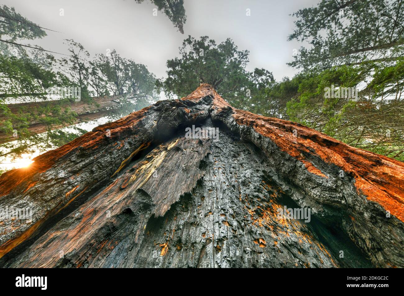 Big Trees Trail im Sequoia National Park, wo die größten Bäume der Welt sind, Kalifornien, USA Stockfoto