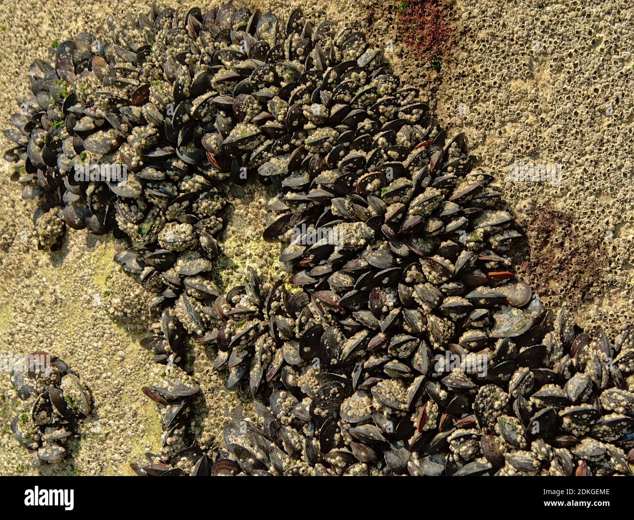 Muscheln wachsen eng zusammen auf einem Felsen entlang des Flusses - Molluska bivalvia Stockfoto