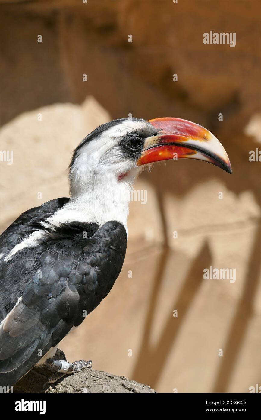 Porträt Eines Afrikanischen Horbill-Vogels In Einer Avery Stockfoto