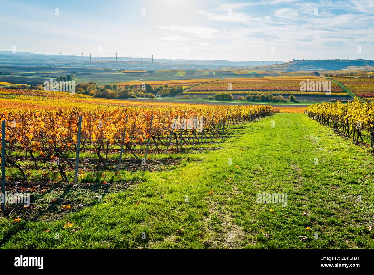 Herbststimmung in Rheinhessen, goldener Oktober in der hügeligen Landschaft bei Vendersheim, Stockfoto