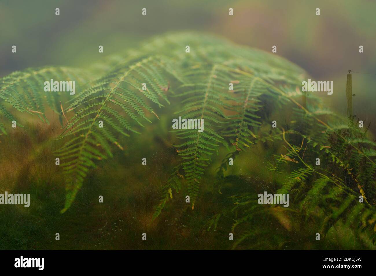 [M] Grünfarn zu Herbstbeginn in Deutschland im Wald, selektive Schärfe, Fotomontage von zwei Bildern, Farn im Vordergrund, im Hintergrund eine Wiese Stockfoto