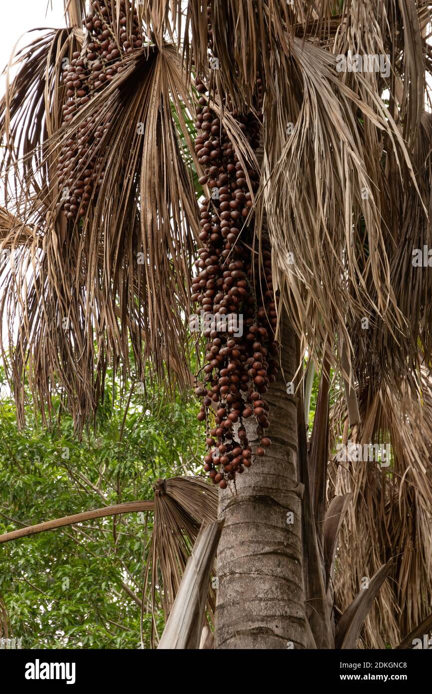 Moriche Palme der Art Mauritia flexuosa Stockfoto