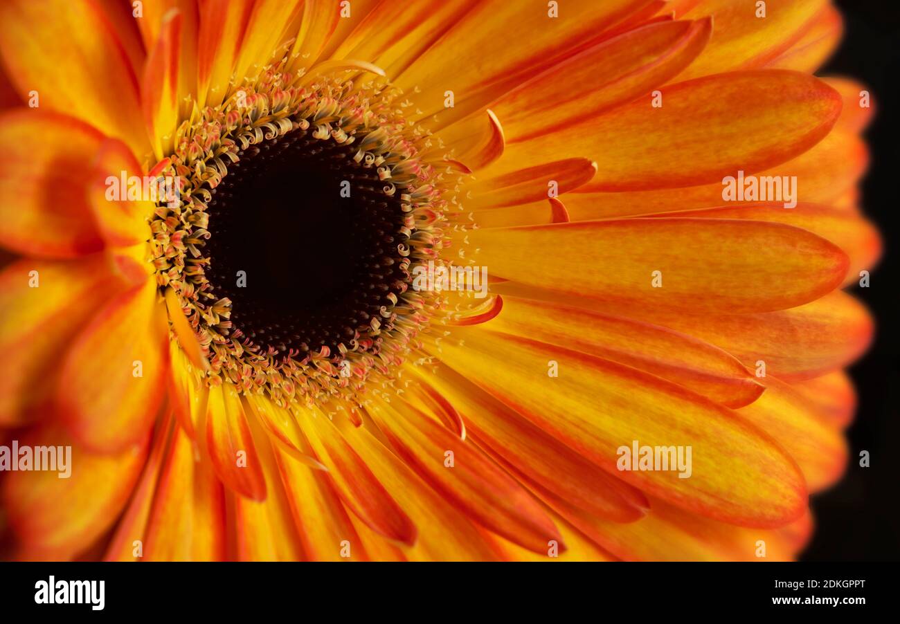 Nahaufnahme der orangefarbenen Gerbera-Blume, die das Staubgefäß zeigt Und Blütenblätter Stockfoto