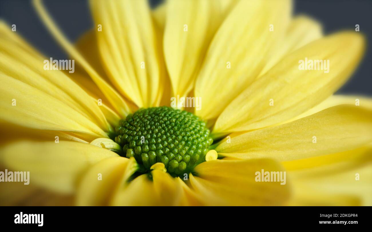 Nahaufnahme Foto von gelben Gänseblümchen Gerbera Blume zeigt die Staubblätter und Blütenblätter Stockfoto