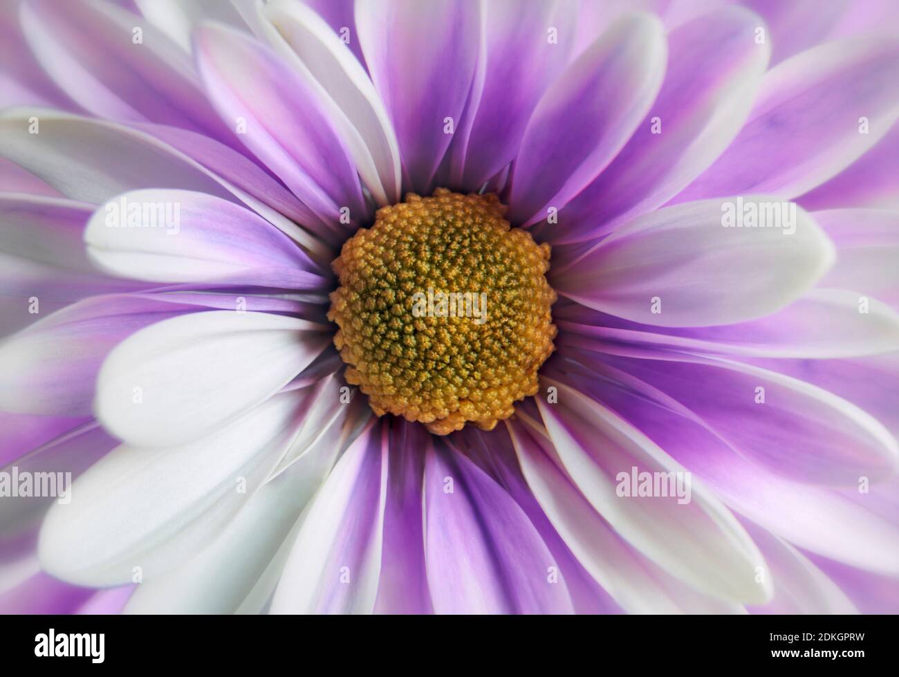 Nahaufnahme der orangefarbenen Gerbera-Blume, die das Staubgefäß zeigt Und Blütenblätter Stockfoto