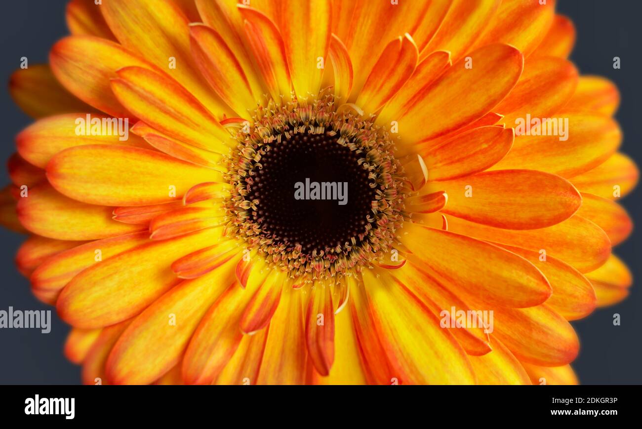 Nahaufnahme der orangefarbenen Gerbera-Blume, die das Staubgefäß zeigt Und Blütenblätter Stockfoto