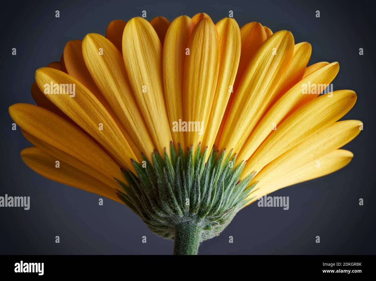 Einzelne gelbe Gerbera Blume von hinten auf einem dunklen Grauer Hintergrund Stockfoto
