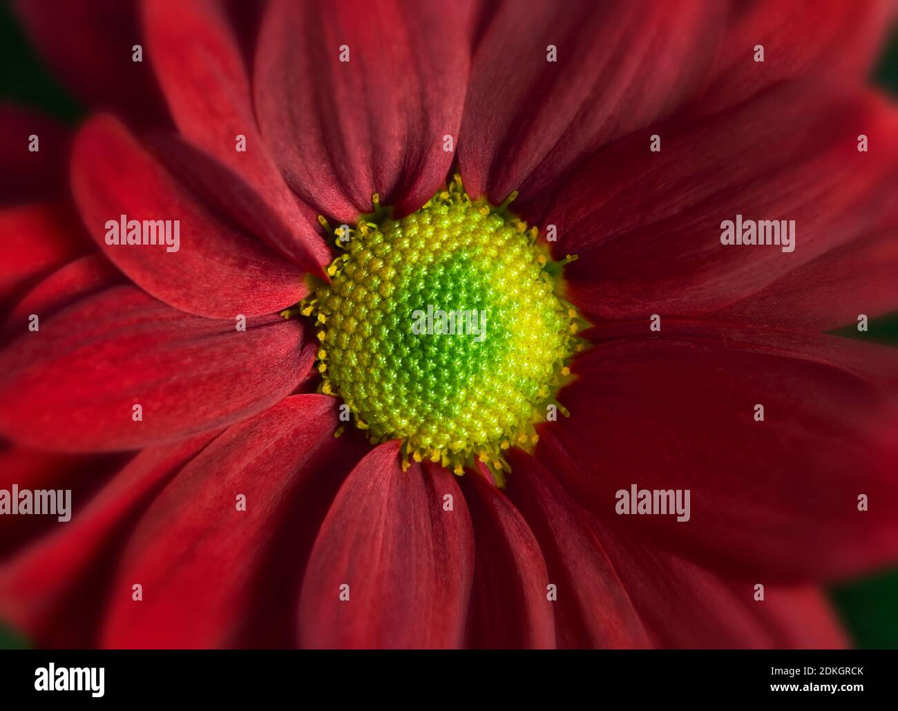 Nahaufnahme Foto von roten Gänseblümchen Gerbera Blume zeigt die Staubblätter und Blütenblätter Stockfoto