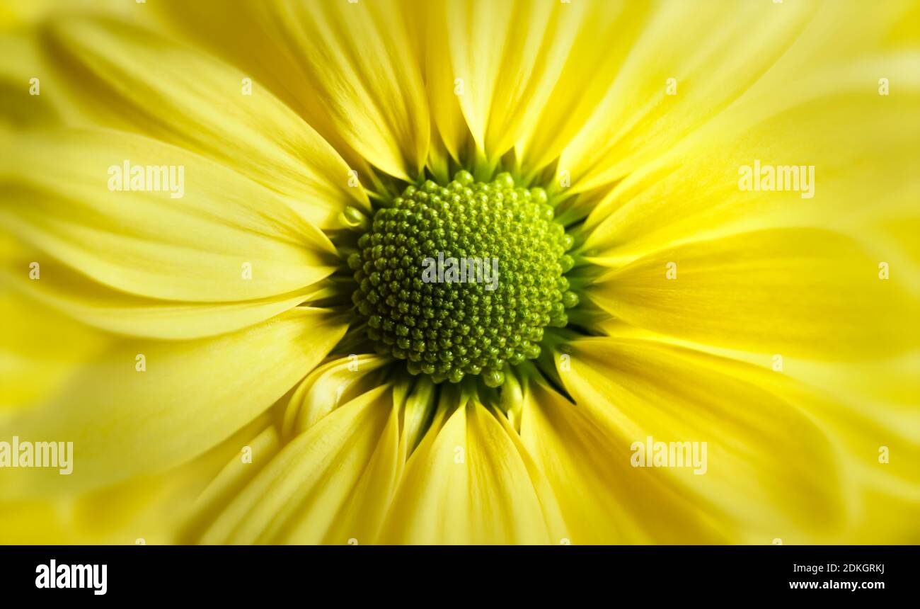 Nahaufnahme Foto von gelben Gänseblümchen Gerbera Blume zeigt die Staubblätter und Blütenblätter Stockfoto