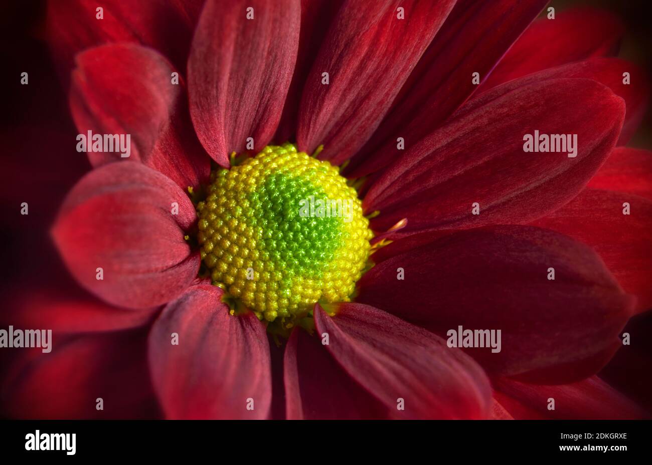 Nahaufnahme der roten Gerbera Blume, die das Staubgefäß zeigt Und Blütenblätter Stockfoto