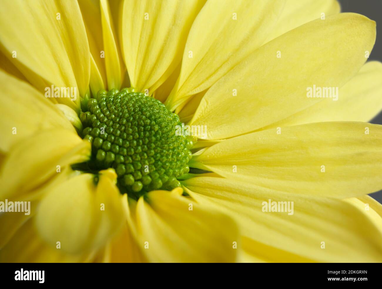 Nahaufnahme Foto von gelben Gänseblümchen Gerbera Blume zeigt die Staubblätter und Blütenblätter Stockfoto