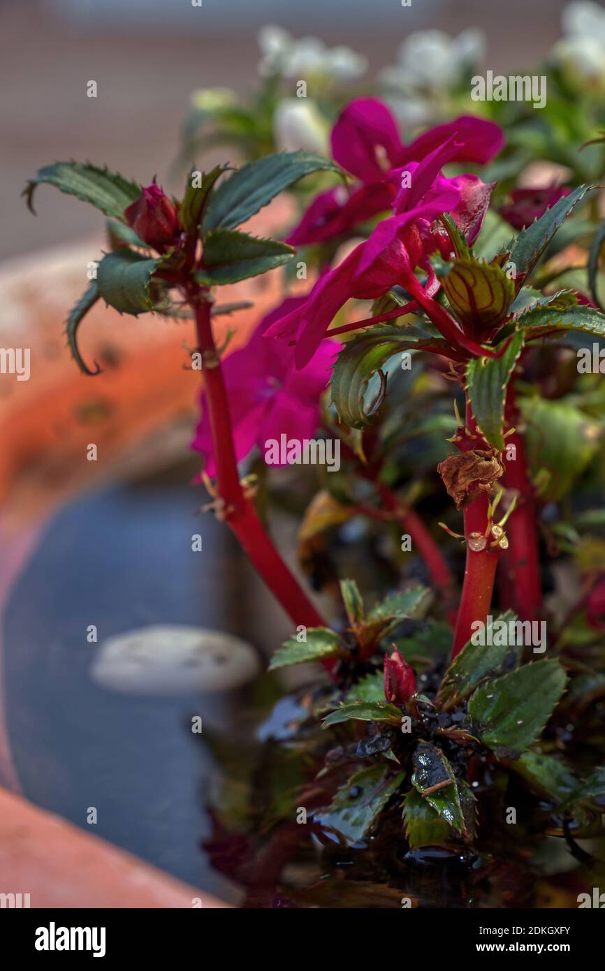Neuguinea Impatiens Blumen der Art Impatiens hawkeri Stockfoto