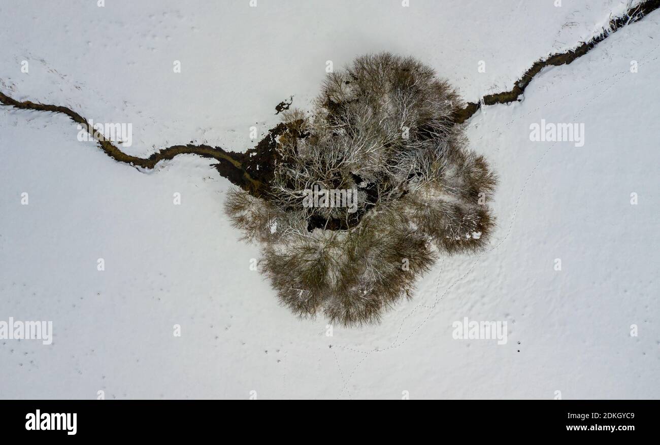 Luftperspektive an einem einzelnen Baum und einem sich kreuzenden kleinen Fluss in winterverschneiten Draufsicht. Stockfoto