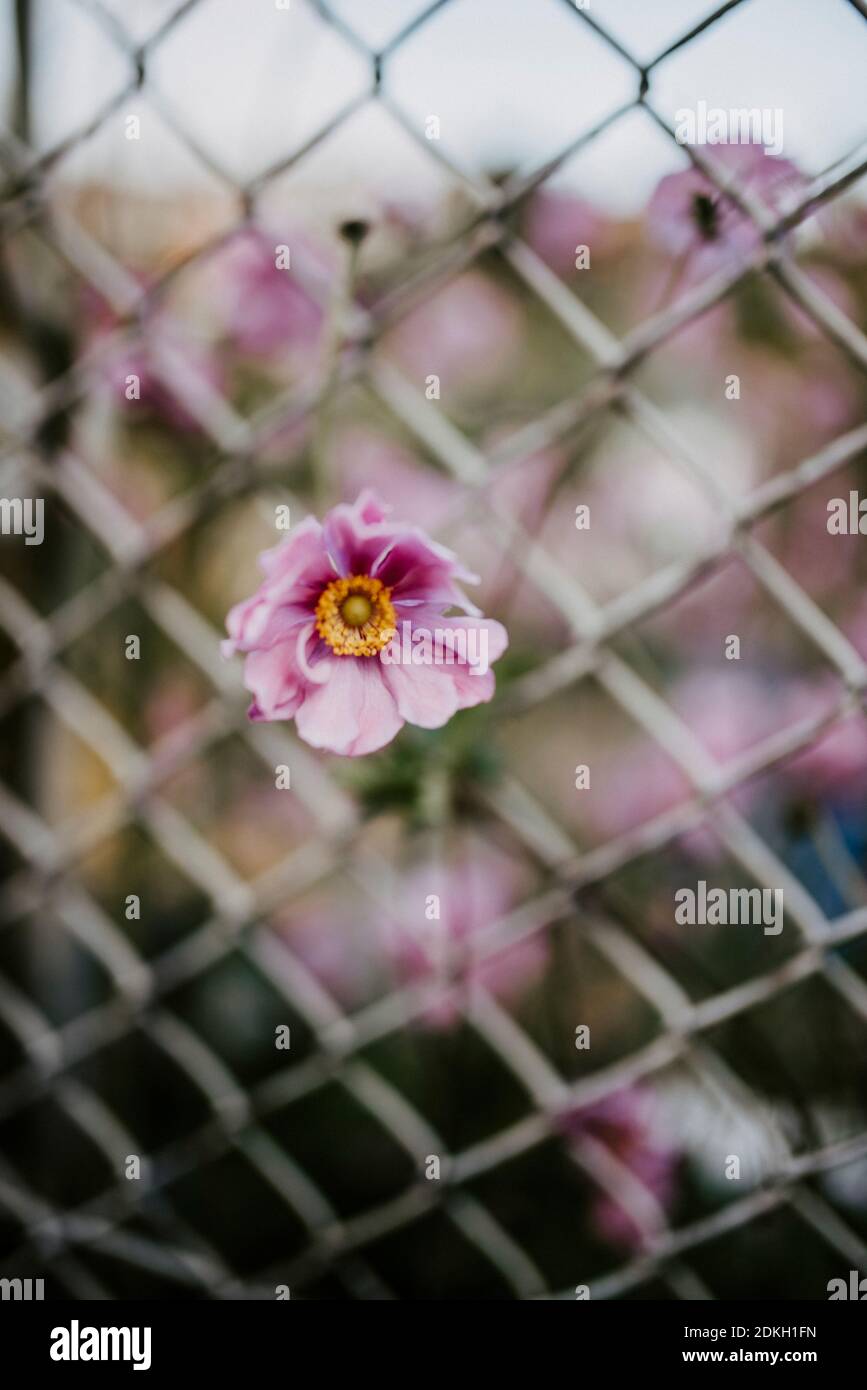 Rosa Blüte der Herbstanemonen (Anemone hupehensis) Wächst durch einen Drahtzaun Stockfoto