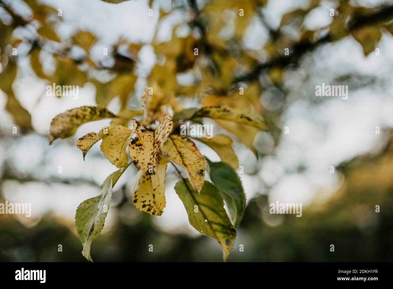 Herbstlich gefärbte Blätter eines Apfelbaums Stockfoto