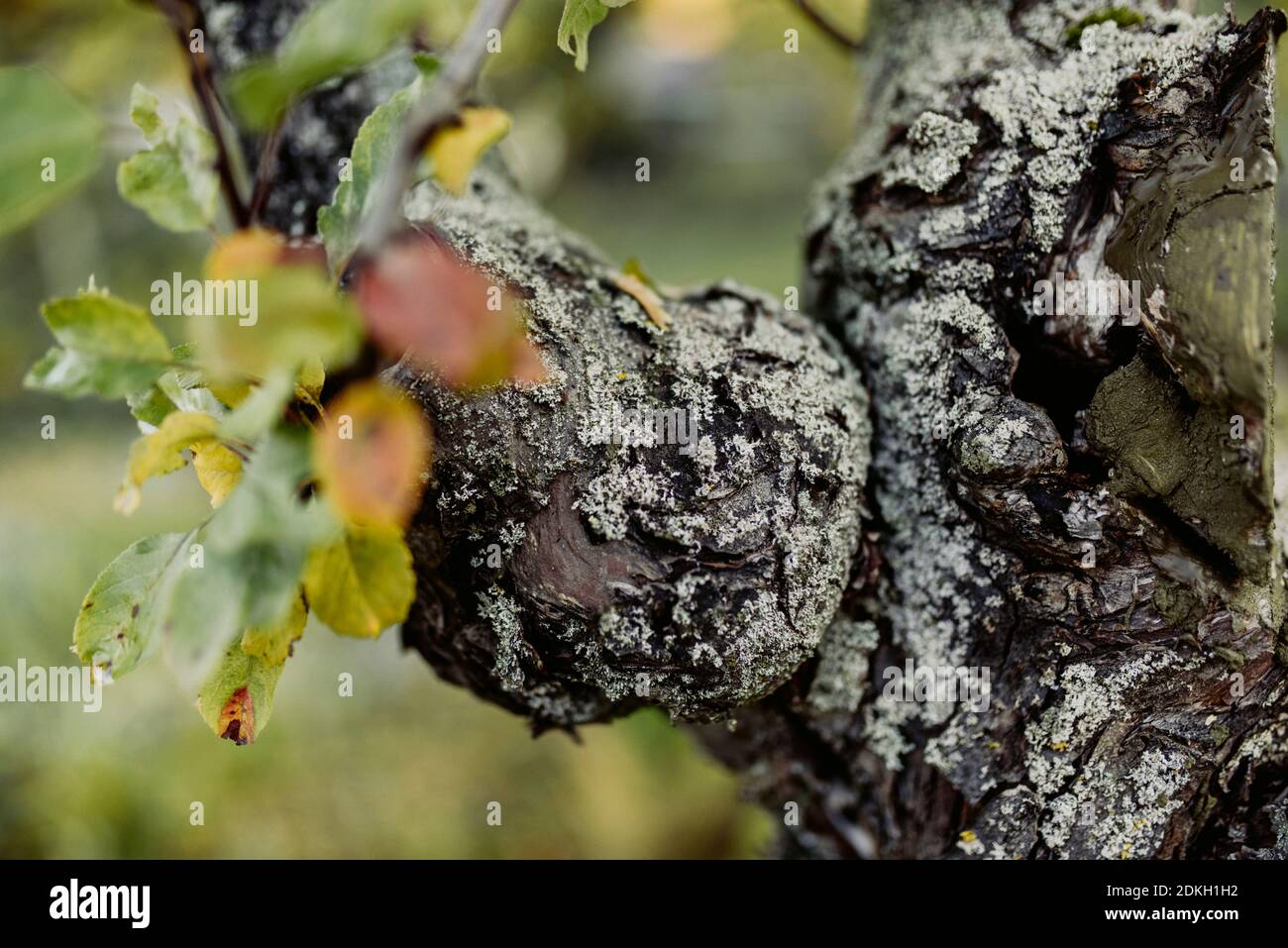 Baumknoten bedeckt mit Flechten auf einem Apfelbaum Stockfoto