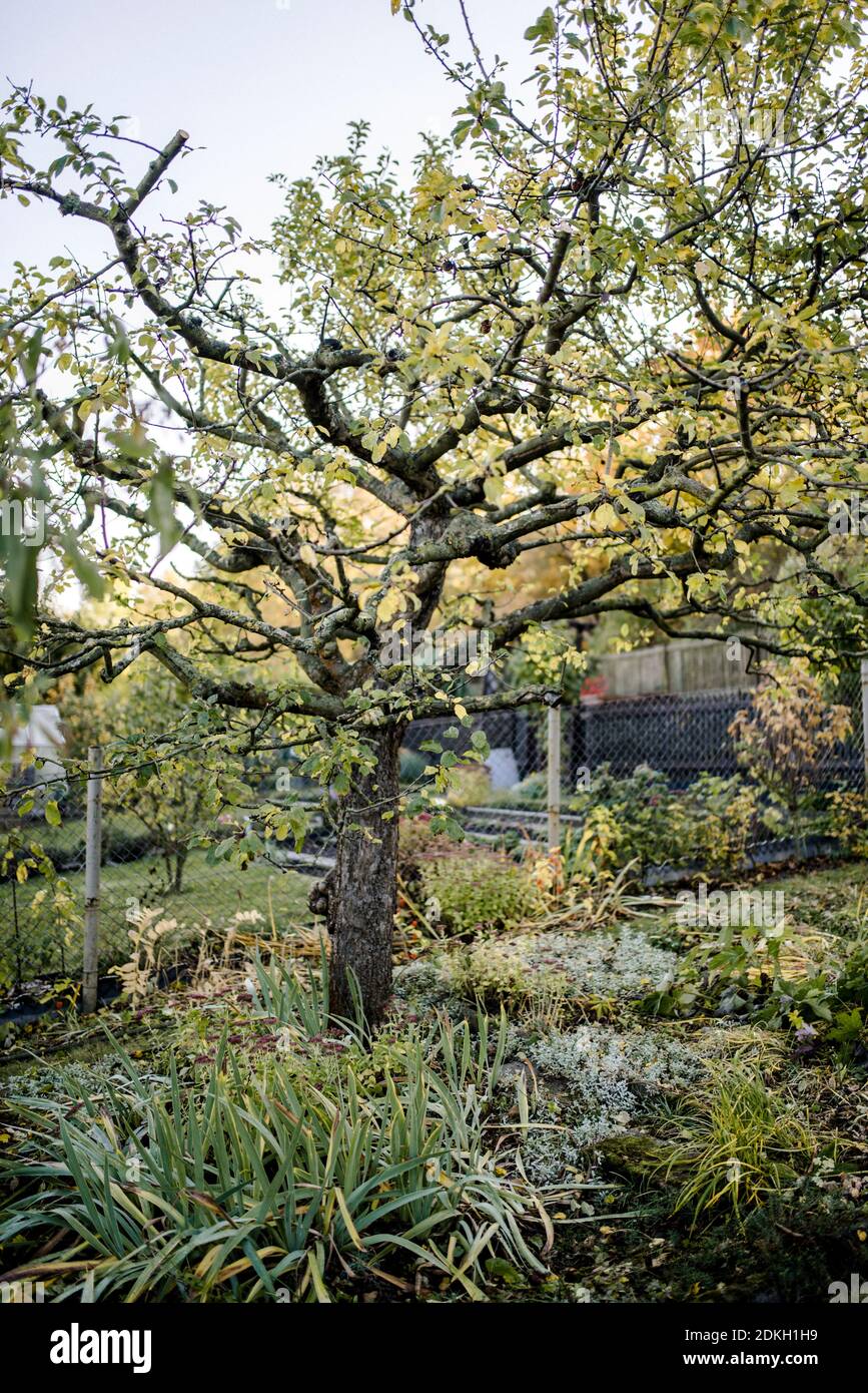 Apfelbaum, Garten, Beschnitt eines Apfelbaums im Herbst Stockfoto