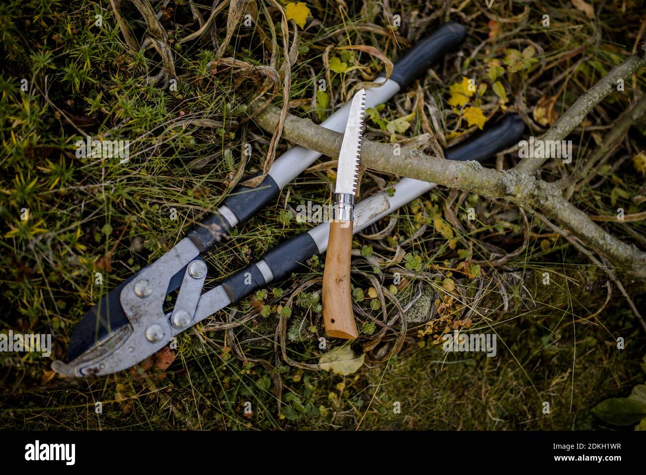 Kleine Faltsäge, Ableger, Werkzeuge zum Beschneiden eines Apfelbaums im Herbst Stockfoto
