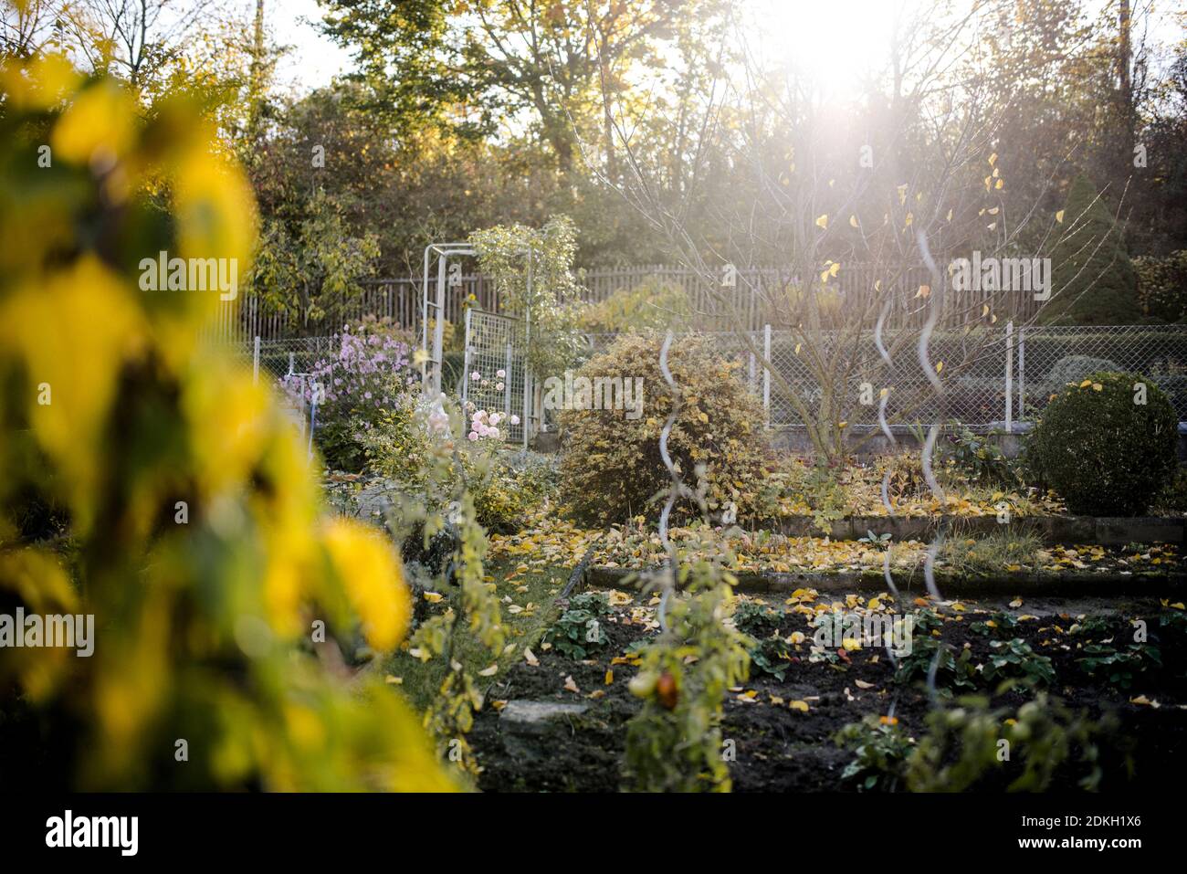 Herbstgarten in einem Schrebergartenclub Stockfoto