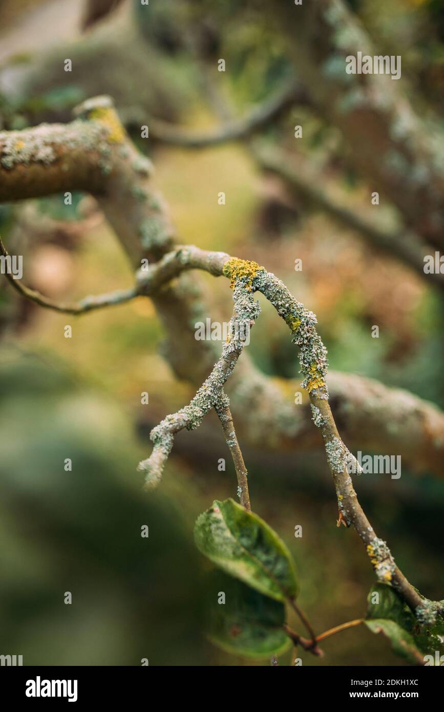 Flechten bedecken den Ast eines Apfelbaums Stockfoto