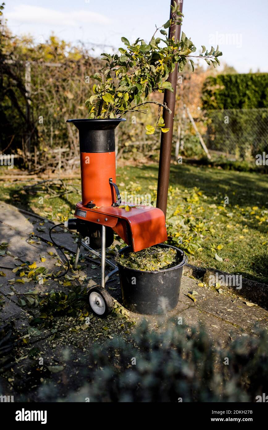 Zweige werden mit einem Hexer zerdrückt, der im Herbst einen Apfelbaum beschneidet Stockfoto