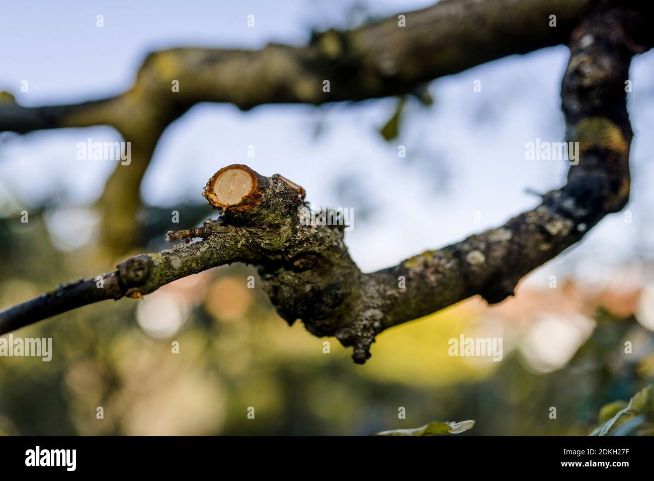 Schnittstelle, Ast, Beschnitt eines Apfelbaums im Herbst Stockfoto