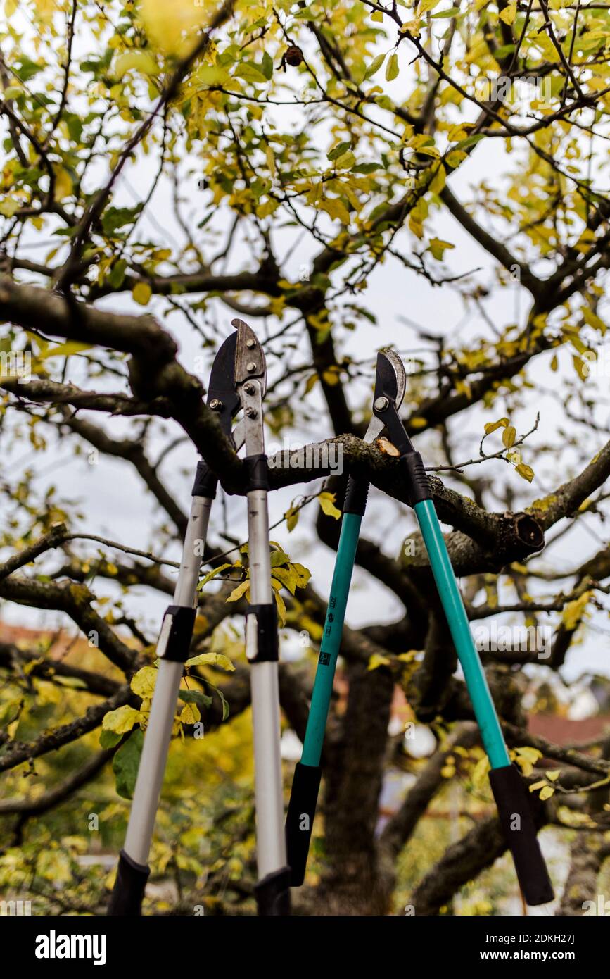 Zwei in einem Apfelbaum hängende Verschlüsse, Werkzeug zum Beschneiden eines Apfelbaums im Herbst Stockfoto