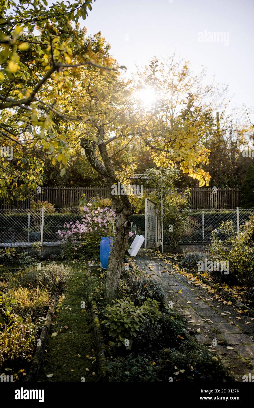 Herbstgarten in einem Schrebergartenclub Stockfoto