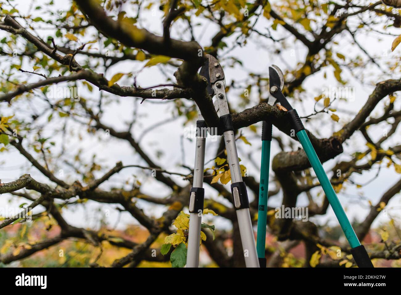 Zwei in einem Apfelbaum hängende Verschlüsse, Werkzeug zum Beschneiden eines Apfelbaums im Herbst Stockfoto