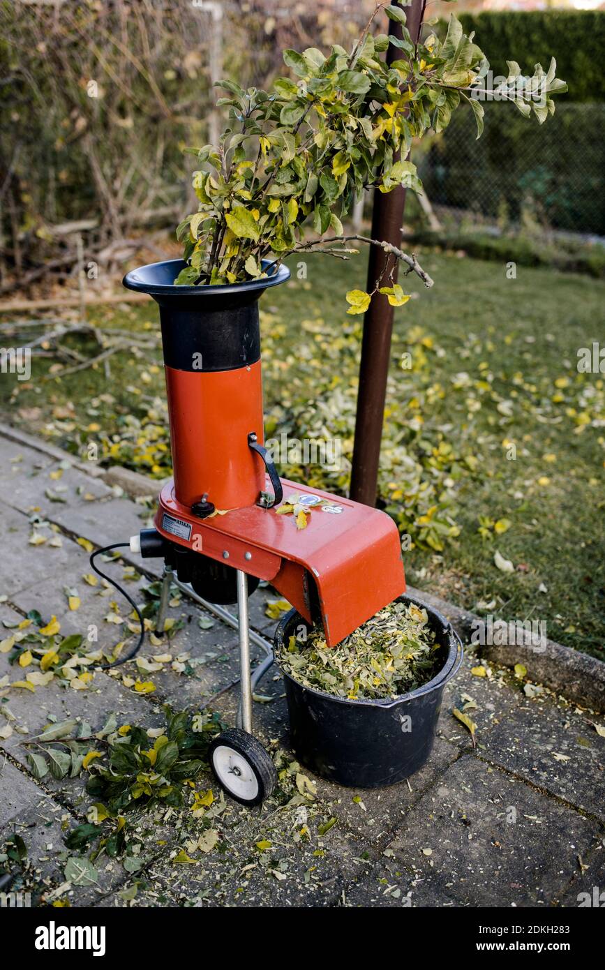 Zweige werden mit einem Hexer zerdrückt, der im Herbst einen Apfelbaum beschneidet Stockfoto