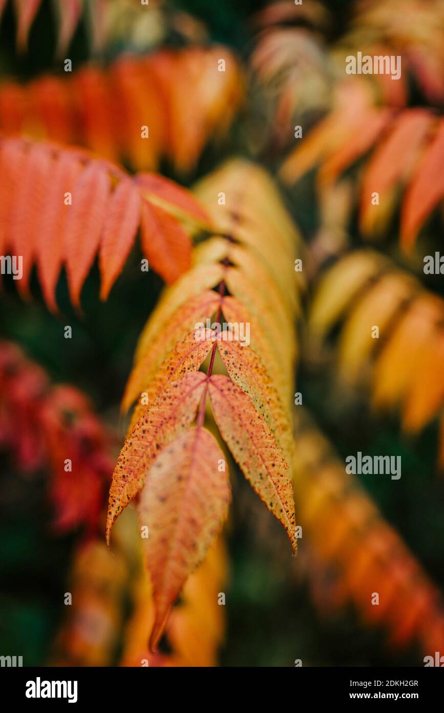 Blätter eines Essigbaumes (Rhus typhina) gefärbt im Herbst Stockfoto