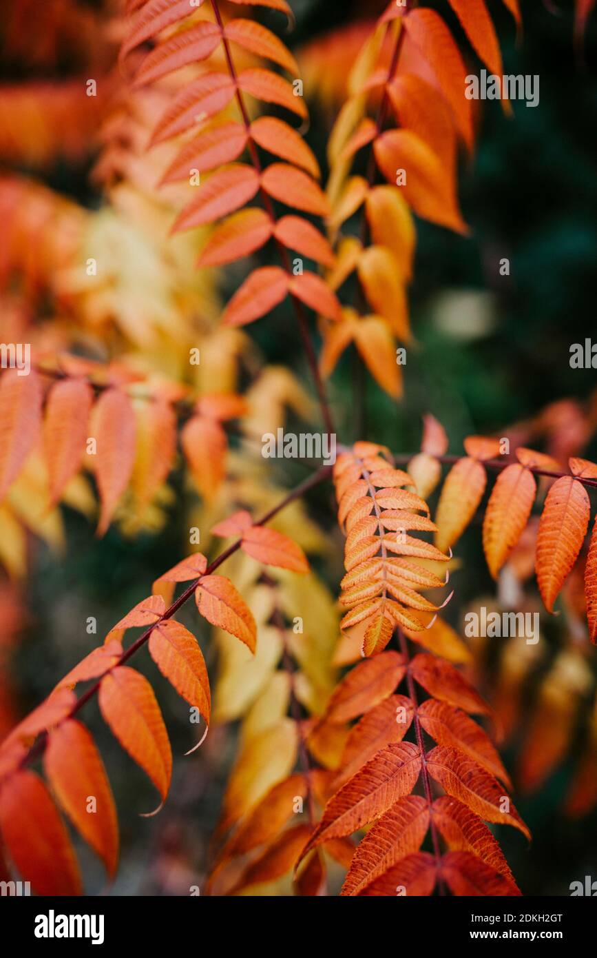 Blätter eines Essigbaumes (Rhus typhina) gefärbt im Herbst Stockfoto