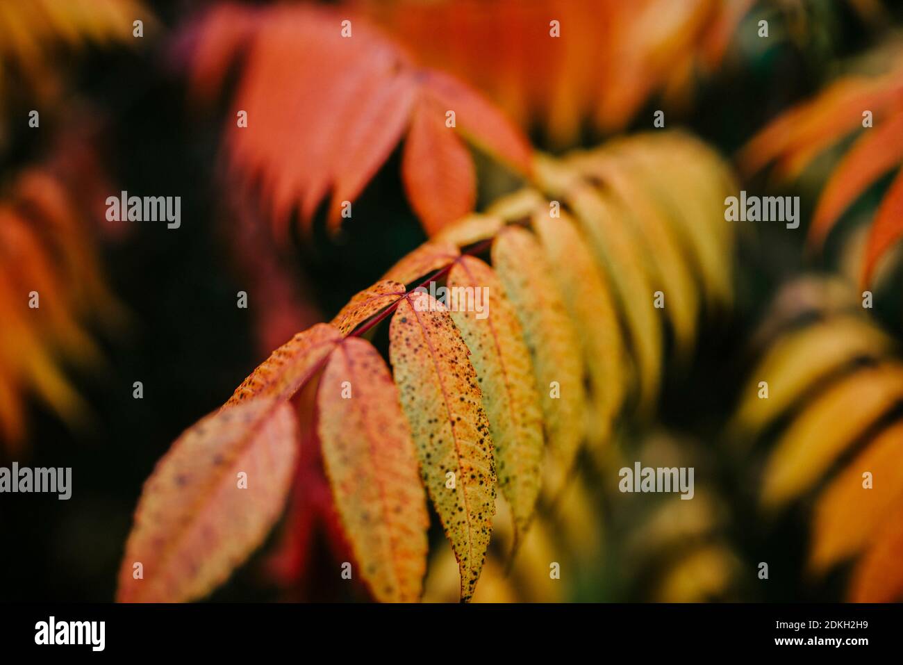 Blätter eines Essigbaumes (Rhus typhina) gefärbt im Herbst Stockfoto