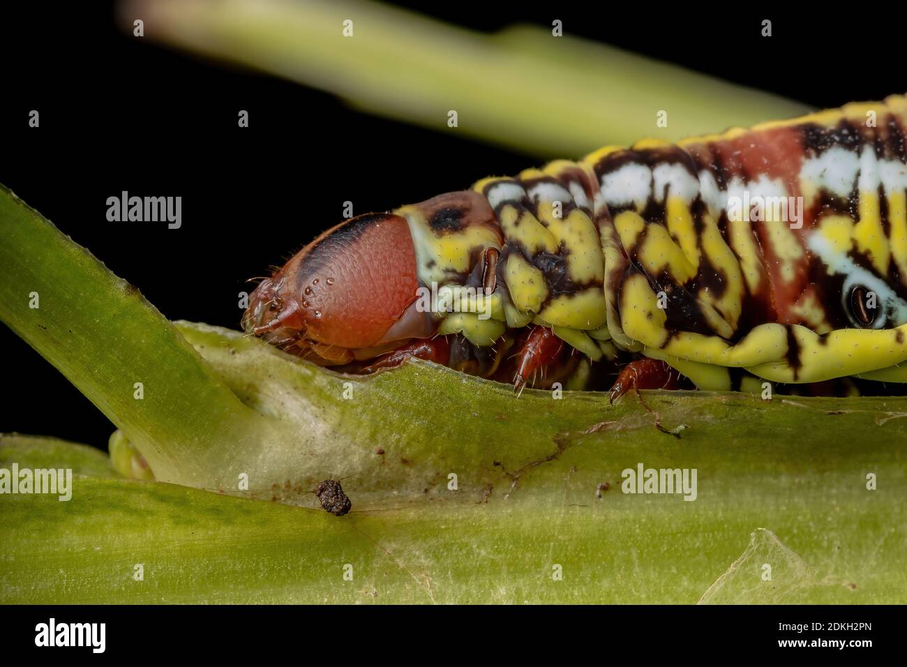 Catterpillar der gebänderten Sphinx Moth der Art Eumorpha fasciatus Eine Pflanze essen Stockfoto