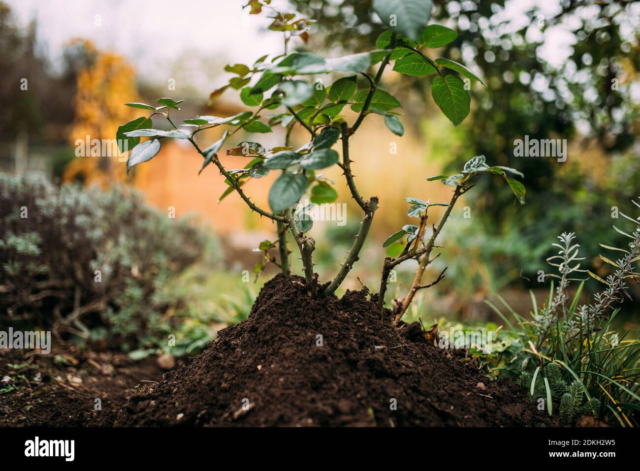 Gestapelter Rosenbusch, Herbst, Gartenarbeit Stockfoto